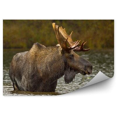 Fototapeta na ścianę Łoś w jeziorze