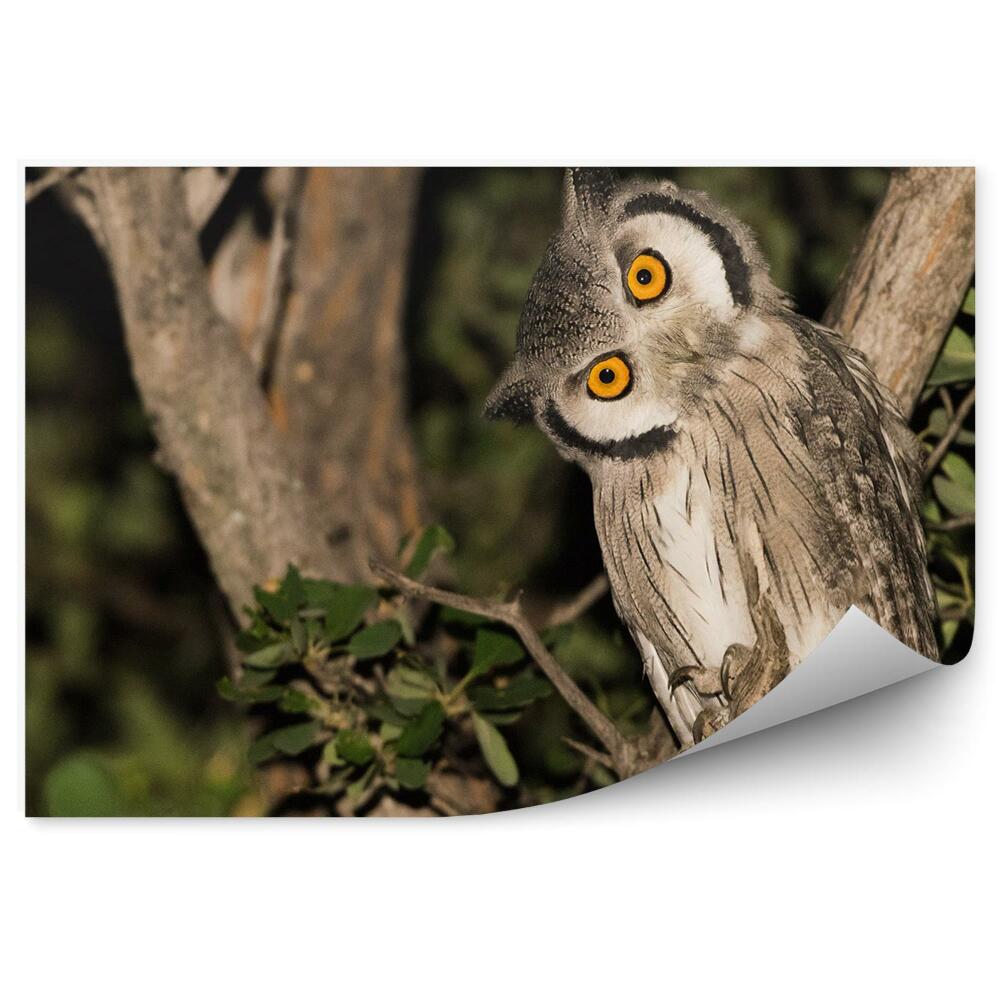 Fototapeta na ścianę Sowa na gałęzi w nocnym lesie