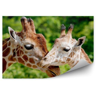 Fototapeta Portret żyraf zwierzęta zoo