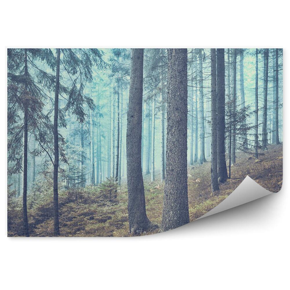 Okleina ścienna Las iglasty mgła