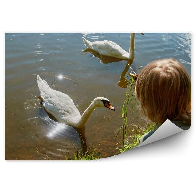 Okleina ścienna Chłopiec karmi łabędzie