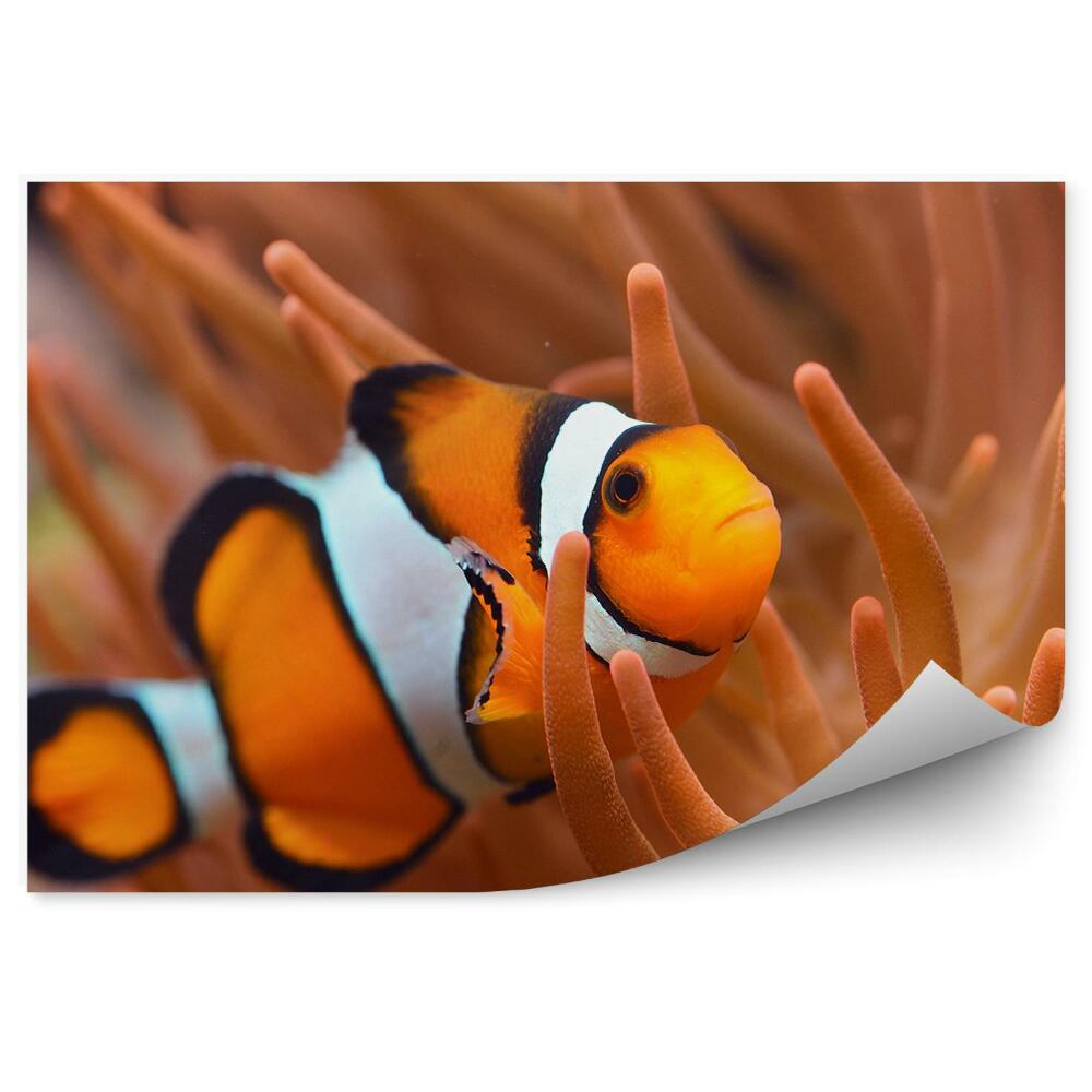 Okleina ścienna Ryba błazenek i koralowce