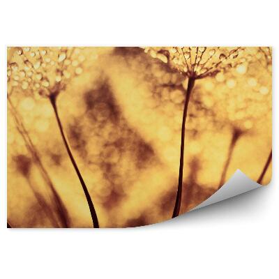 Fototapeta na ścianę Dmuchawiec krople rosy sepia