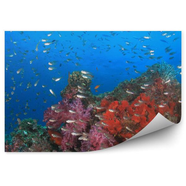 Okleina ścienna Ławica rybek