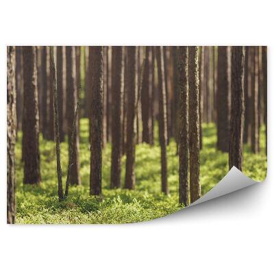 Fototapeta Las iglasty trawa