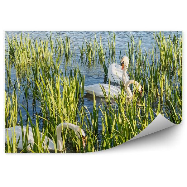 Okleina ścienna Białe łabędzie w helix park Falkirk Szkocja