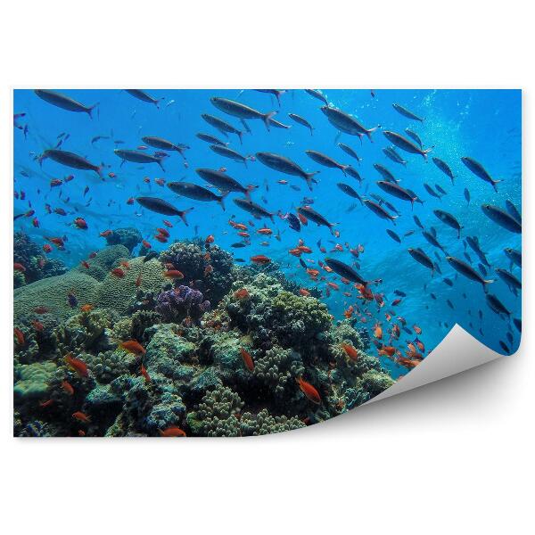 Okleina ścienna Ławica ryb rafa podwodne życie zwierzęta