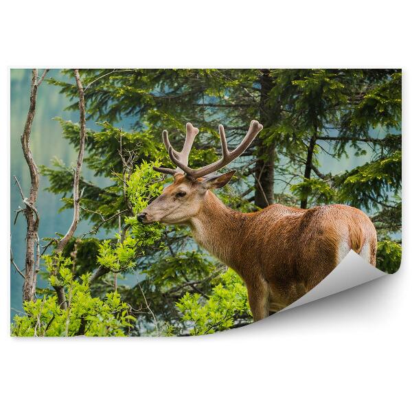 Okleina ścienna Jeleń na tle jeziora