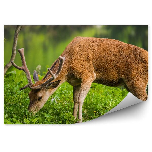 Okleina ścienna Jeleń na tle jeziora