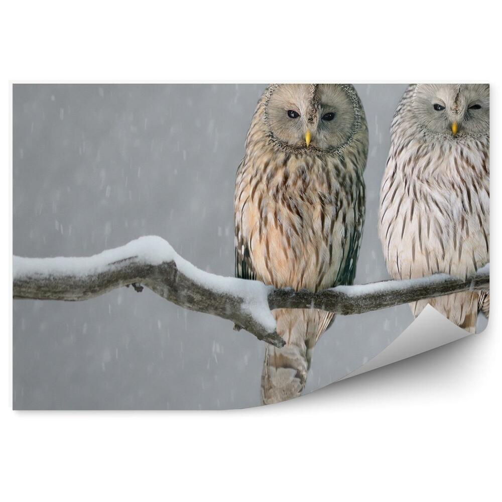 Fototapeta na ścianę Sowy uralskie na ośnieżonej gałęzi