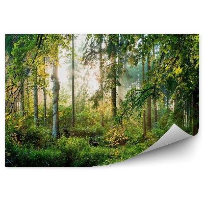 Fototapeta Zielony las