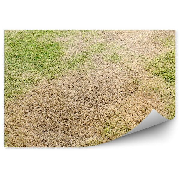 Okleina ścienna Susza krucha trawa natura lato