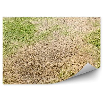 Okleina ścienna Susza krucha trawa natura lato