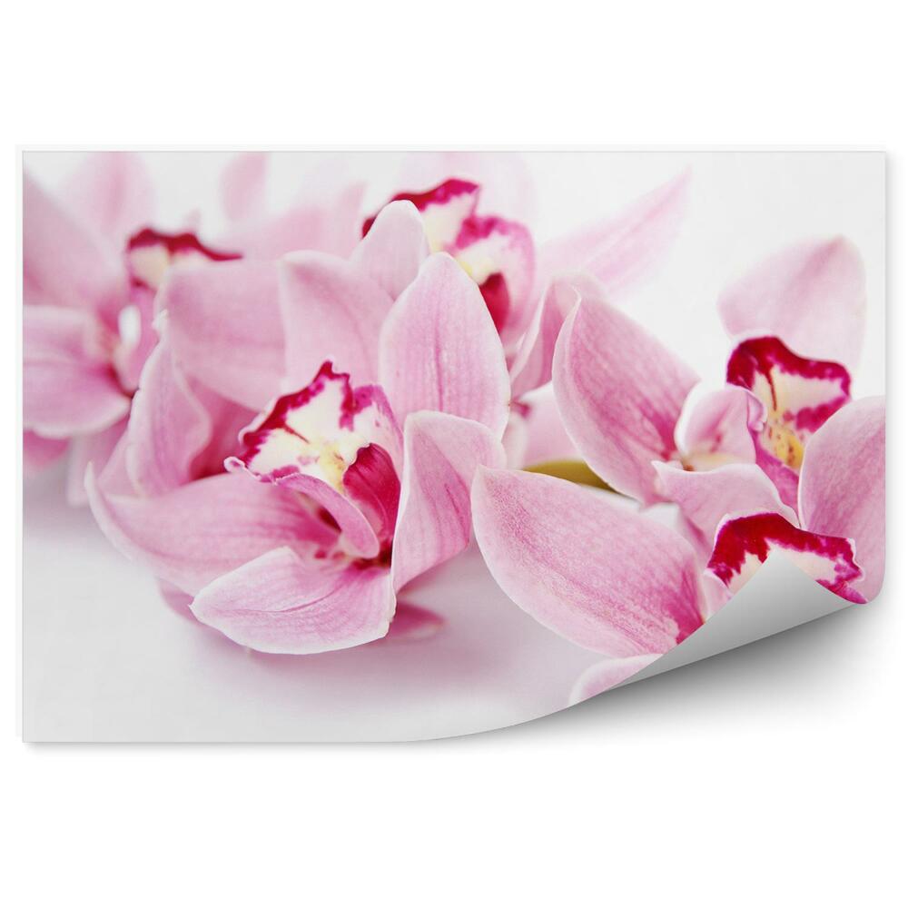 Fototapeta na ścianę Różowe kwiaty orchidei
