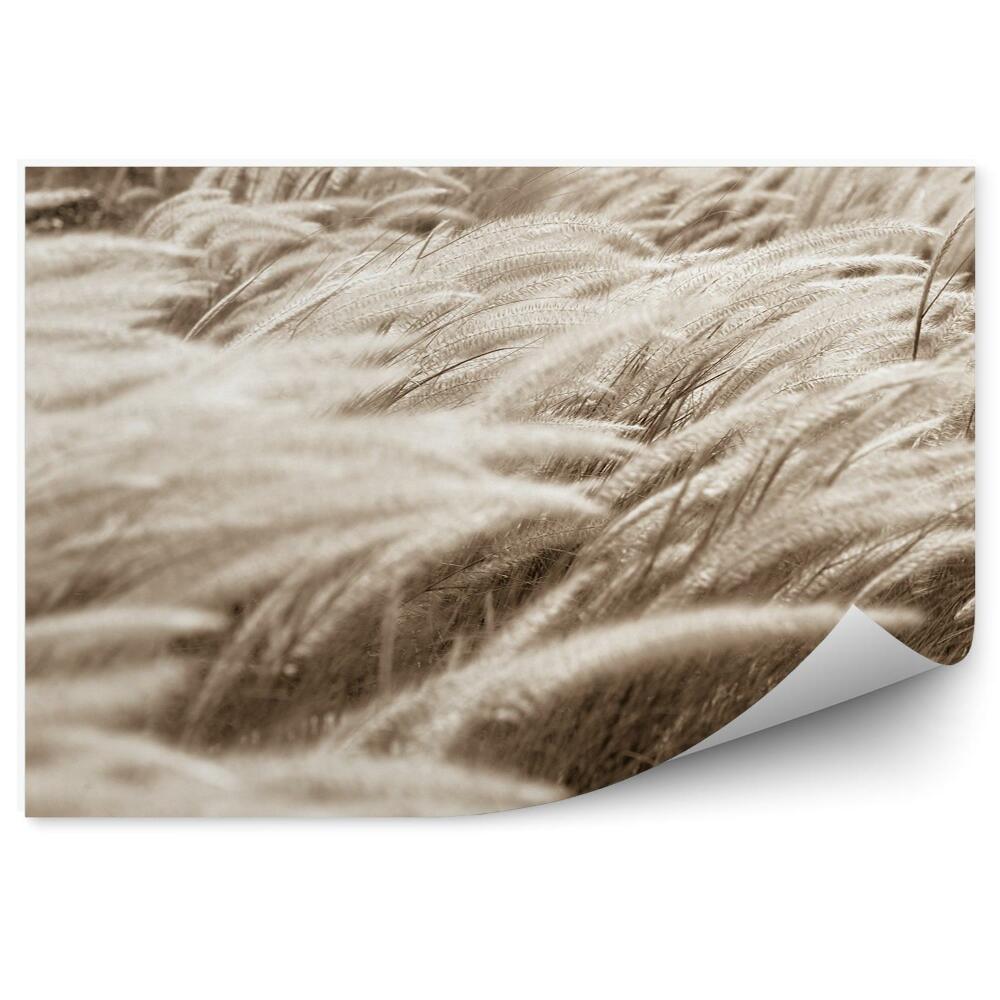 Okleina ścienna Kłosy trawa pole roślinność przyroda