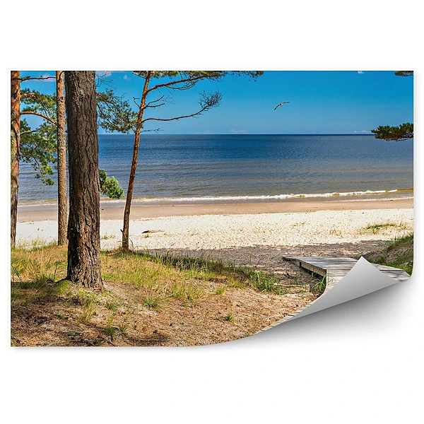 Fototapeta Drewniany chodnik drzewa plaża trawa ocean niebo chmury ptak