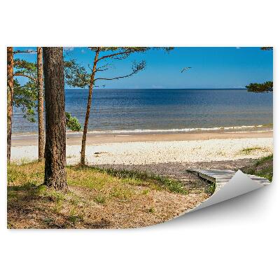 Fototapeta Drewniany chodnik drzewa plaża trawa ocean niebo chmury ptak