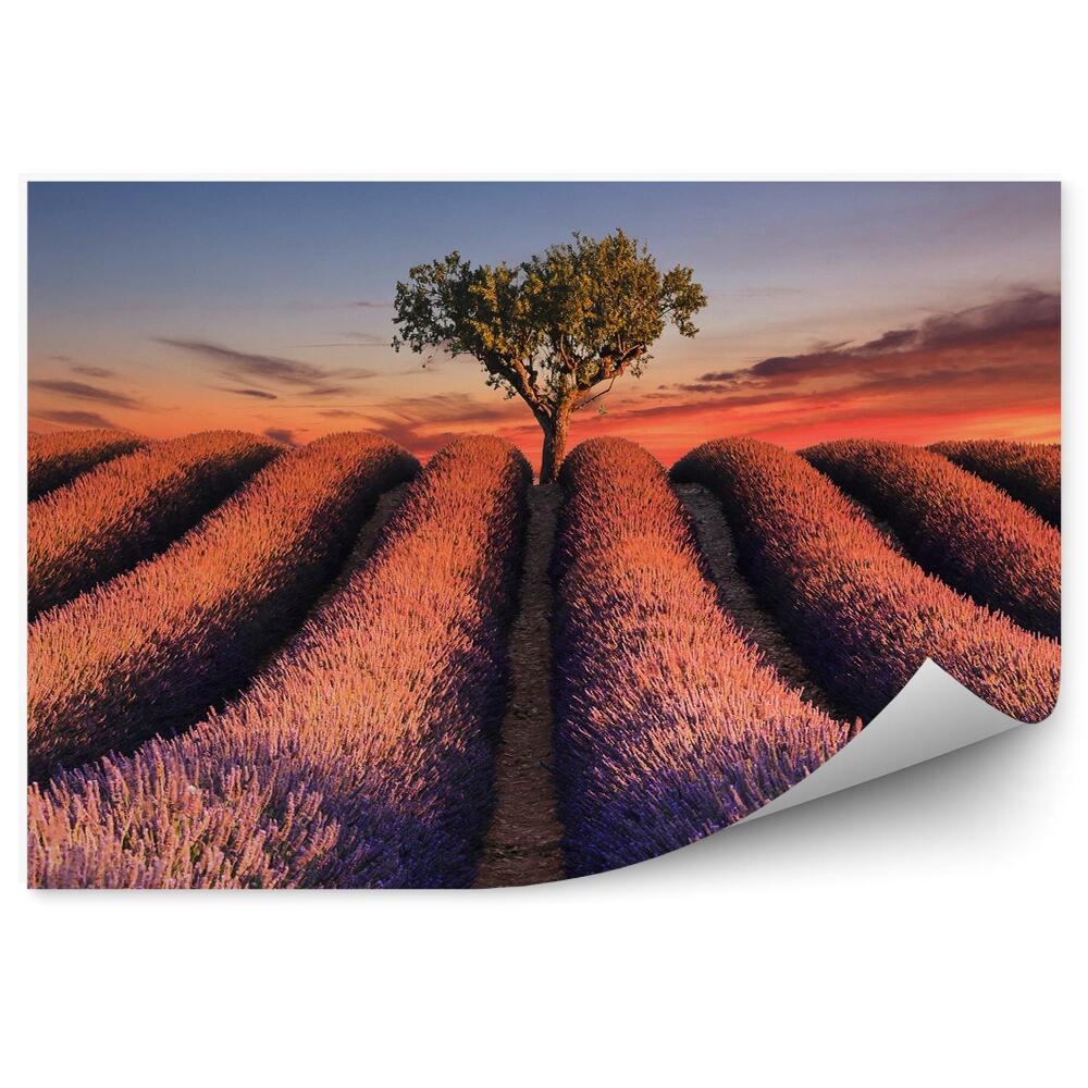 Fototapeta na ścianę Pole lawendy pasma kwiatów drzewo zachód słońca