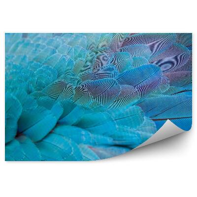 Fototapeta Wzór niebieskich piór