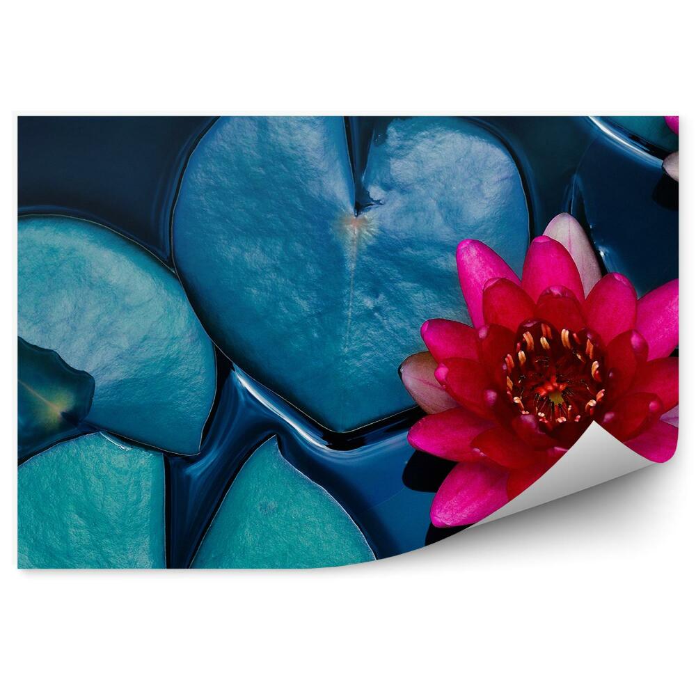 Okleina ścienna Lilia wodna na stawie widok z góry