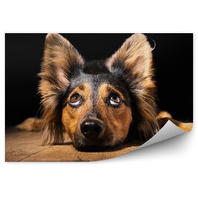 Fototapeta Leżący piesek czarna brązowa sierść drewniana podłoga