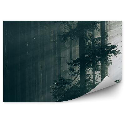 Okleina ścienna Promienie słońca las drzewa