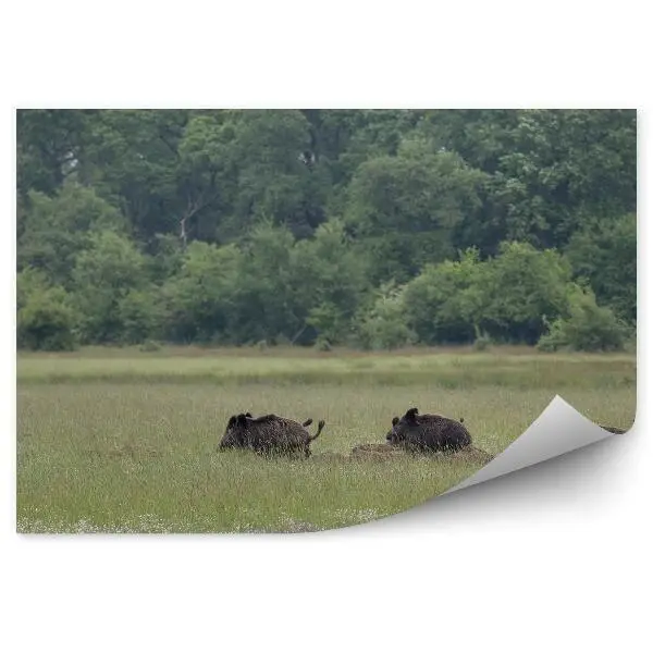 Okleina ścienna Łąka zielona zwierzęta natura