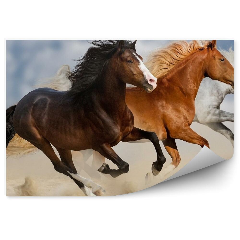 Fototapeta Konie stado galop piasek kurz