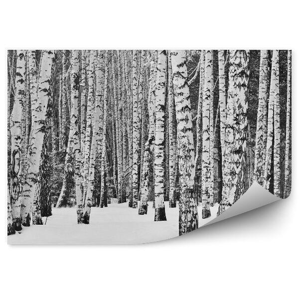 Okleina ścienna Zimowy las brzozowy śnieg drzewa