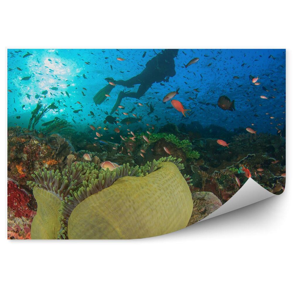 Okleina ścienna Płetwonurek podwodny świat ryby zwierzęta