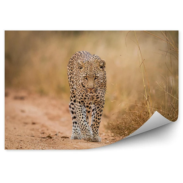Fototapeta Lampart