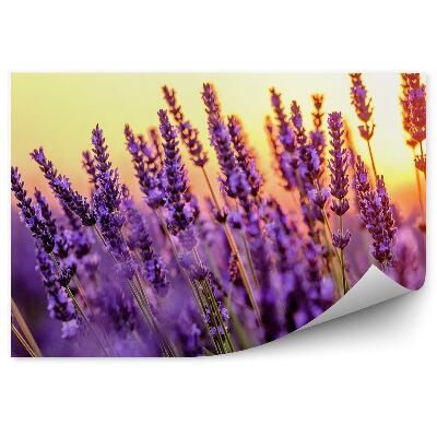 Fototapeta na ścianę kwitnąca lawenda pole zachód słońca Prowansja Francja