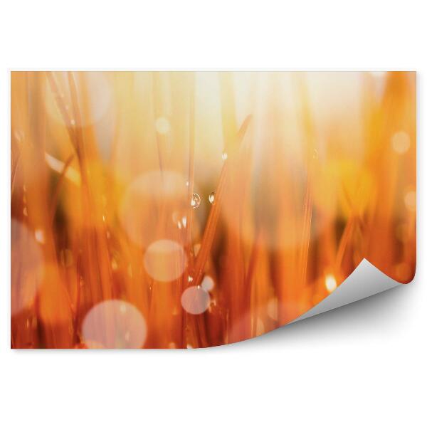 Okleina ścienna Jesień czerwona trawa rosa krople wody abstrakcja