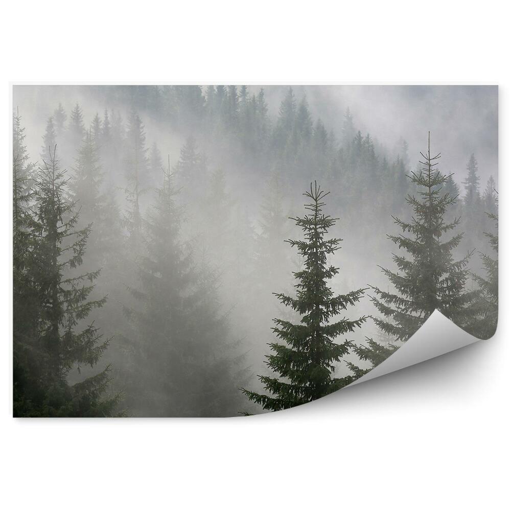 Okleina ścienna Las sosnowy mgła