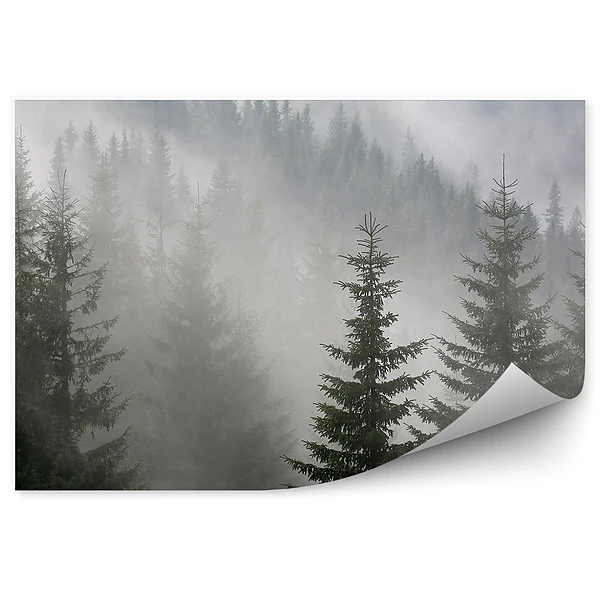Okleina ścienna Las sosnowy mgła