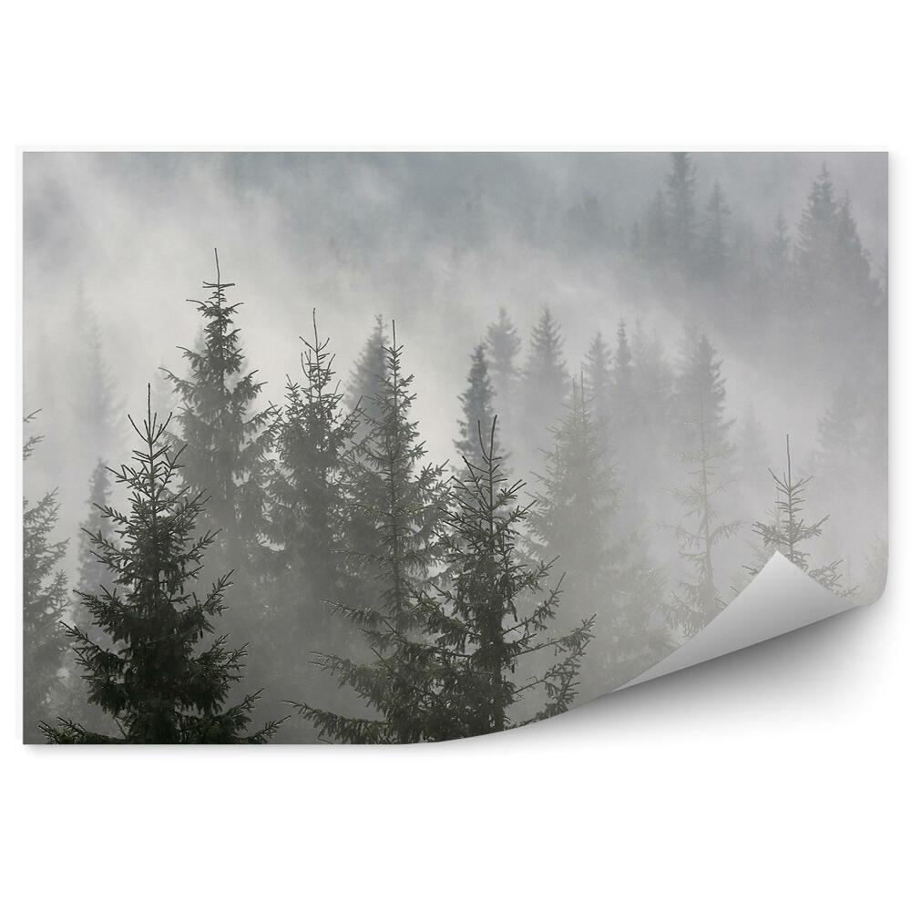 Okleina ścienna Mglisty las iglasty