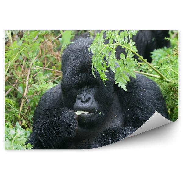 Okleina ścienna Goryl wśród roślin