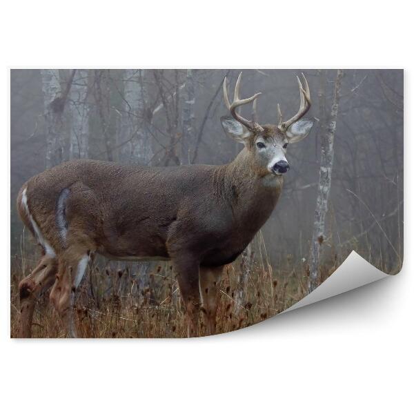 Okleina ścienna Jeleń wśród jesiennego lasu