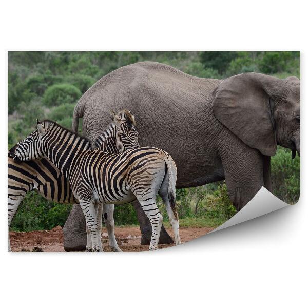Okleina ścienna Słonie i dwie zebry