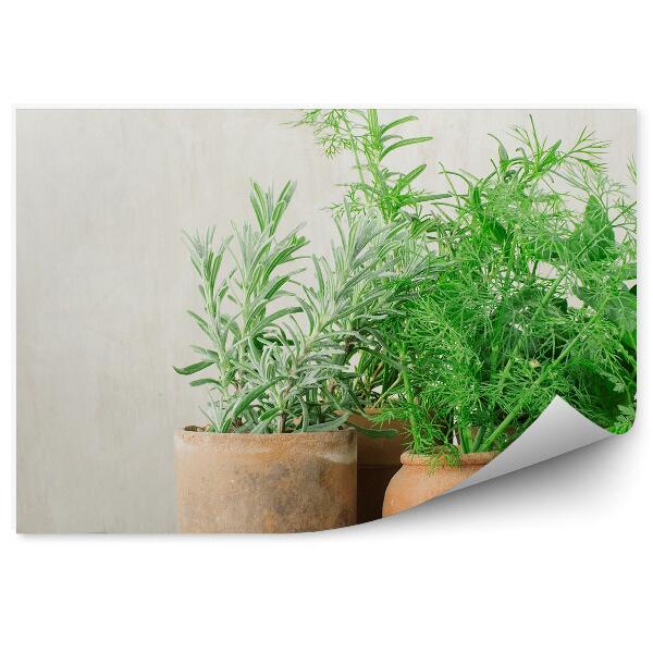 Okleina na ścianę Zioła doniczkowe zielone kuchnia drewno