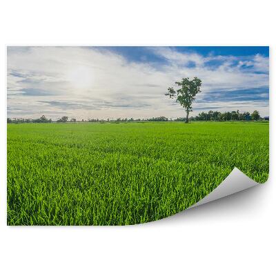 Okleina ścienna Zielona trawa lato drzewa roślinność