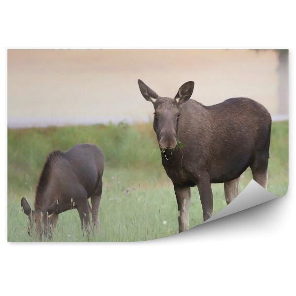 Fototapeta na ścianę Łosza z młodym na łące