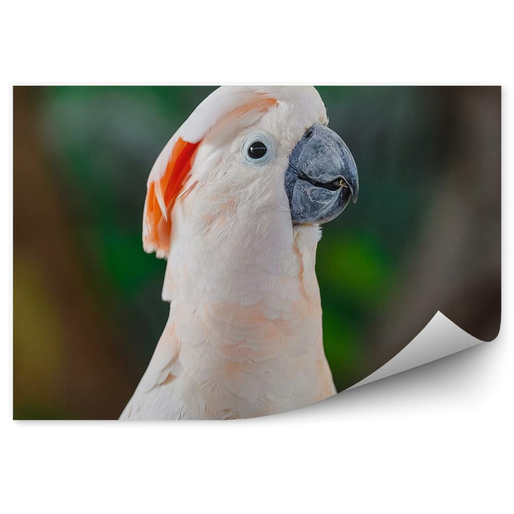 Okleina ścienna Różowa kakadu