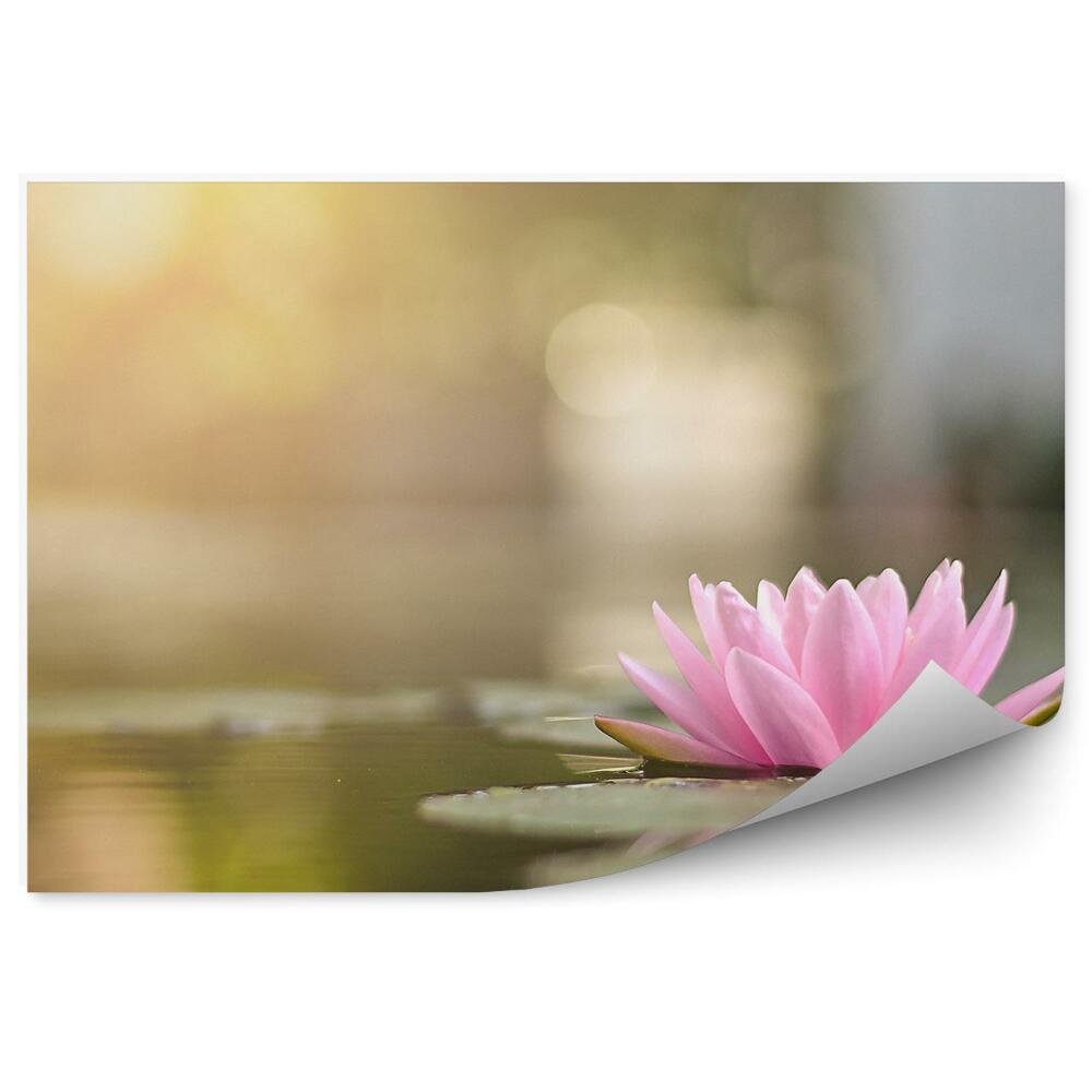 Okleina ścienna Kwitnąca lilia wodna na jeziorze