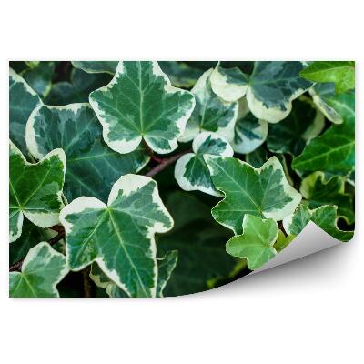 Okleina ścienna Bluszcz liście gałązka