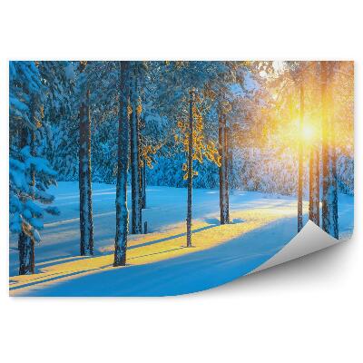 Fototapeta Las zimą o wschodzie słońca