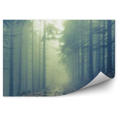 Okleina ścienna Ścieżka las drzewa iglaste