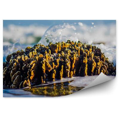 Fototapeta na ścianę Odpływ morze rafa zbliżenie