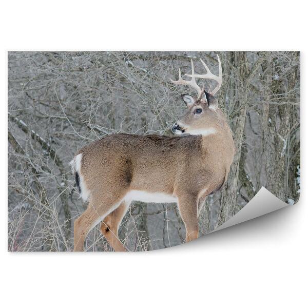 Okleina ścienna Łania w zimowym lesie