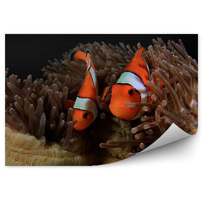 Okleina ścienna Błazenki wśród ukwiałów